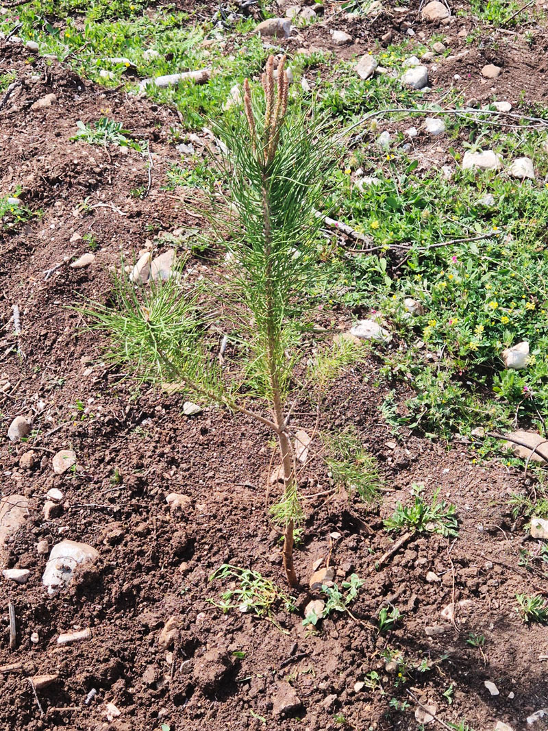 Firmenwald Türkei Foto zwei